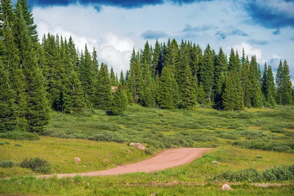 Route forestière de l'arrière-pays — Photo