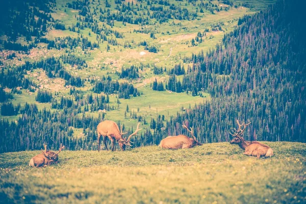Elks Meadow — Stock Photo, Image
