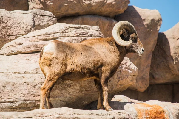 Ovejas de cuerno grande en las rocas — Foto de Stock