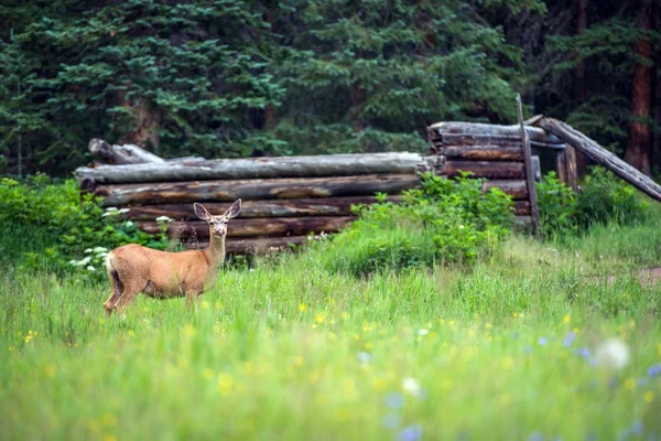 Elk and Old Cabin — Stock Photo, Image