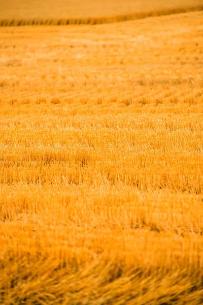 Campo de trigo colhido — Fotografia de Stock