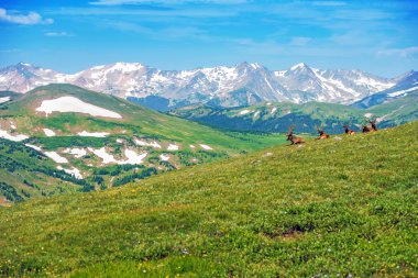 Colorado Panorama with Elks clipart