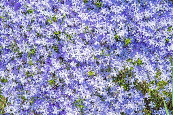 すみれ色の花の背景 — ストック写真