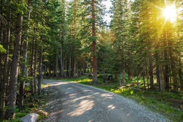 Sunny Colorado Forest Road — Stock Photo, Image