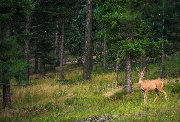 Jovem alce do Colorado — Fotografia de Stock