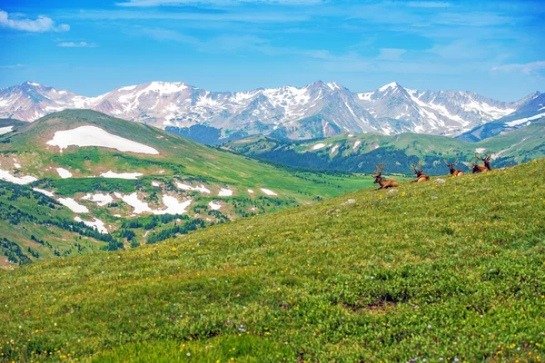 Colorado Panorama with Elks — Stock Photo, Image