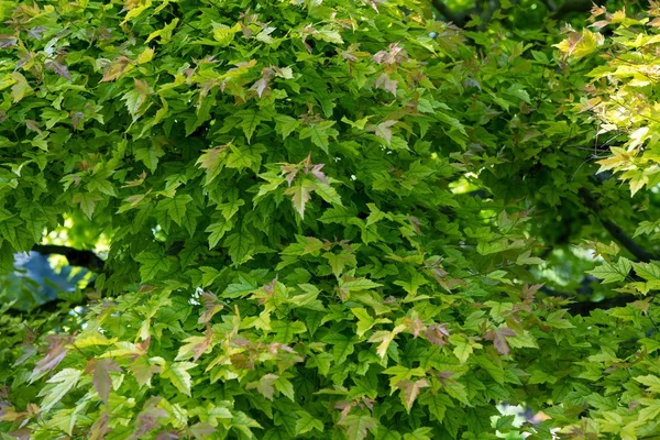 Green Tree Branches — Stock Photo, Image