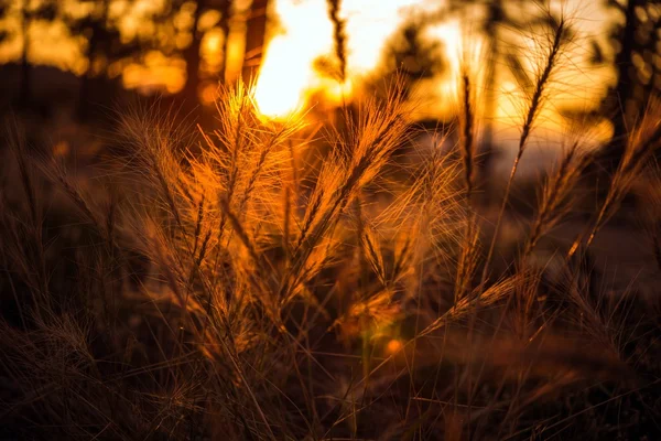 Summer Sunset Meadow — Stock Photo, Image