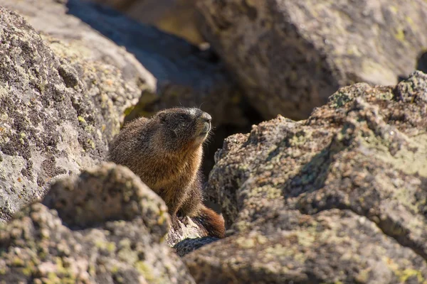 Marmota na rocha — Fotografia de Stock