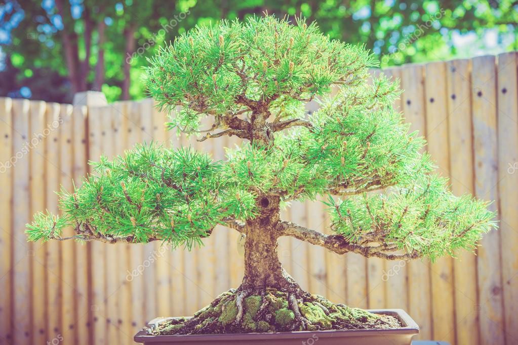 Bonsai Pine Tree Stock Photo by 52801059