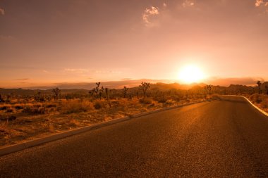 Joshua tree çöl yolu