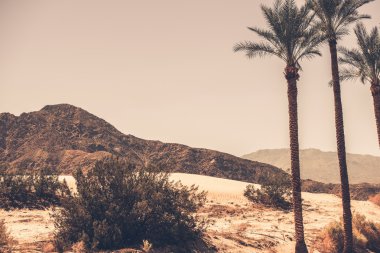 Palm çöl kaliforniya