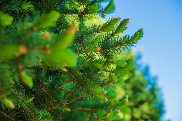 Groene sparren takken — Stockfoto