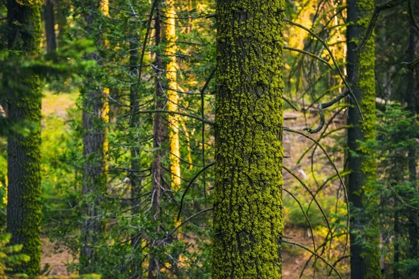 Moss en het forest — Stockfoto