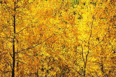 Fall Foliage with Aspen Trees clipart