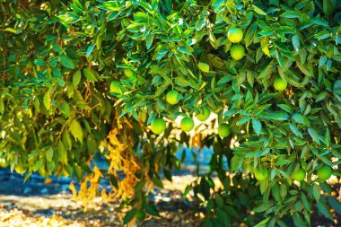 Organik limon ağacı