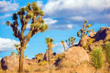 Joshua Tree Ulusal Parkı
