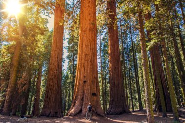 Sequoia vs Man clipart