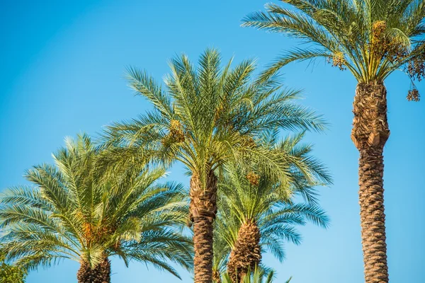 Palm bomen oase — Stockfoto