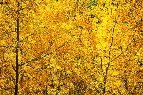 秋天树叶与白杨 — 图库照片