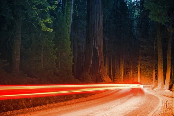 Trafic de forêt dans la nuit — Stockfoto