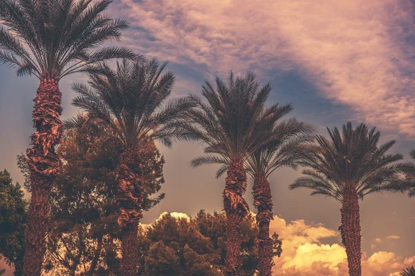 Palm bomen zonsondergang — Stockfoto