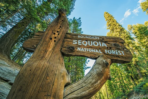 Sequoia Ulusal Ormanı — Stok fotoğraf