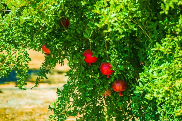 Гранат Дерево и фрукты — стоковое фото