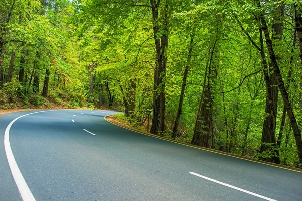 Scenic Forest Road — Stock Photo, Image