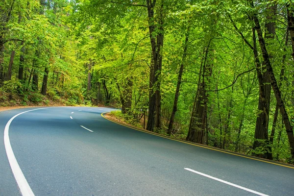 Aussichtsreiche Waldstraße — Stockfoto