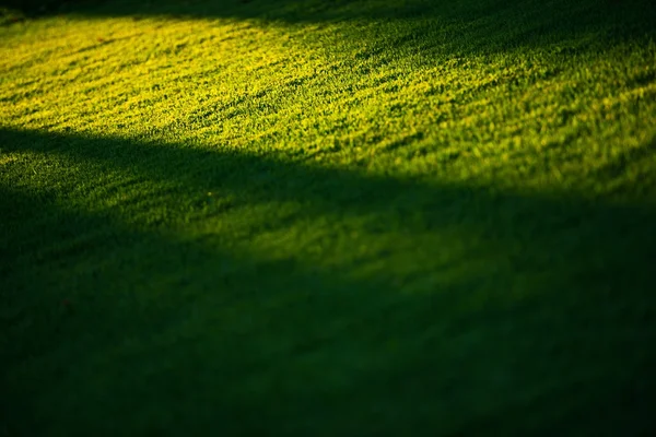 Campo de grama e a luz do sol — Fotografia de Stock