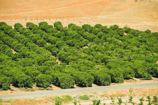 Lemon Trees Farm — Stock Photo, Image