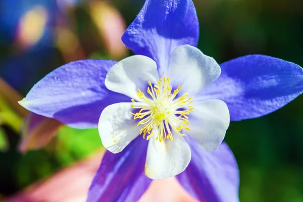 Violet Flower Closeup — Stock Photo, Image