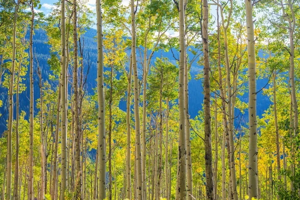 Grön gul aspen träd — Stockfoto