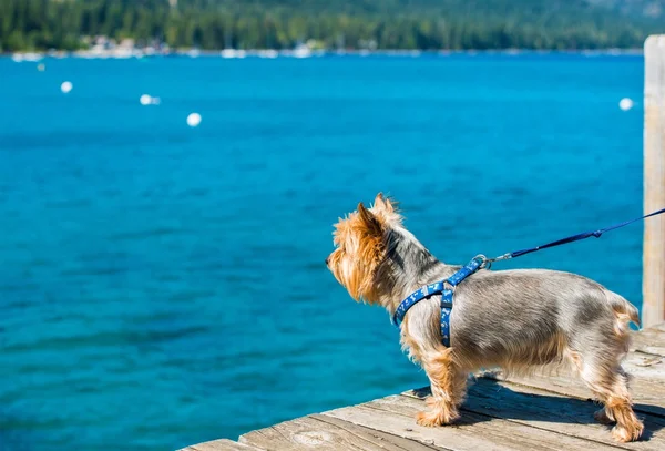 Passeio do cão no lago — Fotografia de Stock