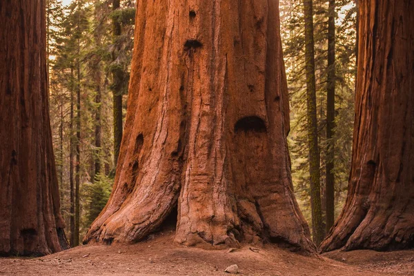 Árvores de sequoia gigantes — Fotografia de Stock