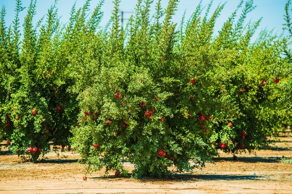 Pomegranate Cultivation — Stock Photo, Image