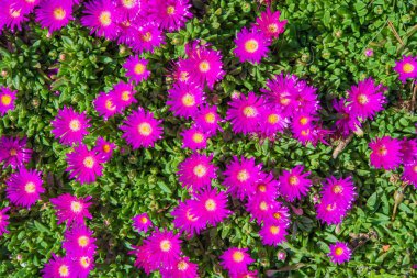 Minik mor çiçekler zemin