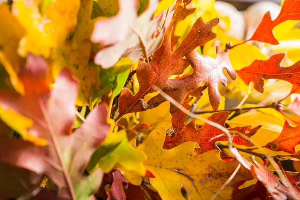 Colorful Fall Leaves — Stock Photo, Image