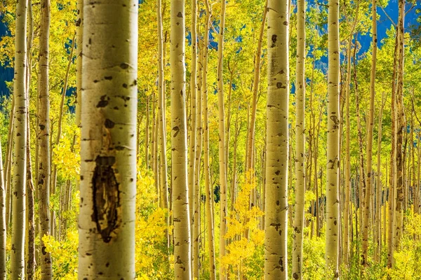 Aspen ağaçlar orman — Stok fotoğraf