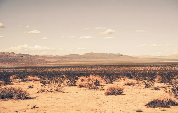 Désert de Californie du Sud — Photo