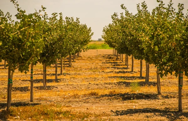 California Orchards — Stock Photo, Image