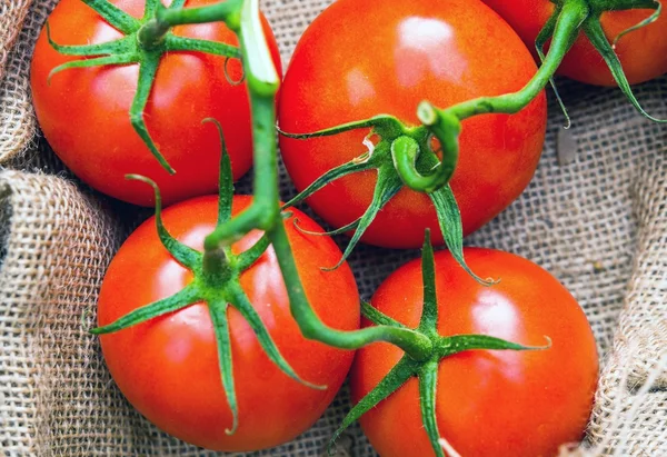 Tomates ecológicos rojos —  Fotos de Stock