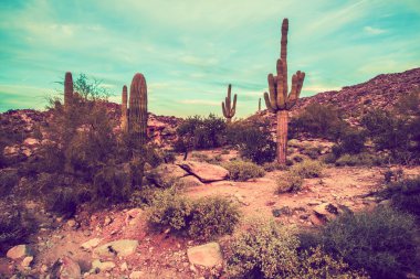 Arizona çöl manzarası