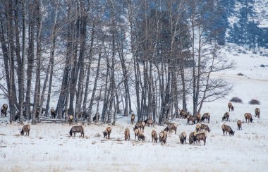 Colorado geyik sürüsü kışın