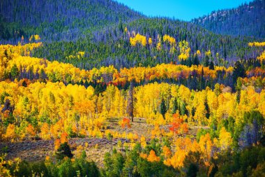 Colorful Colorado Autumn clipart