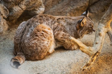 Avcılık Bobcat