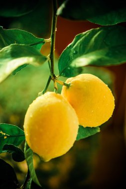 limon ağacı dalı
