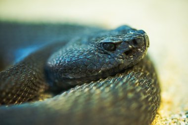 kırmızı elmas çıngıraklı yılan