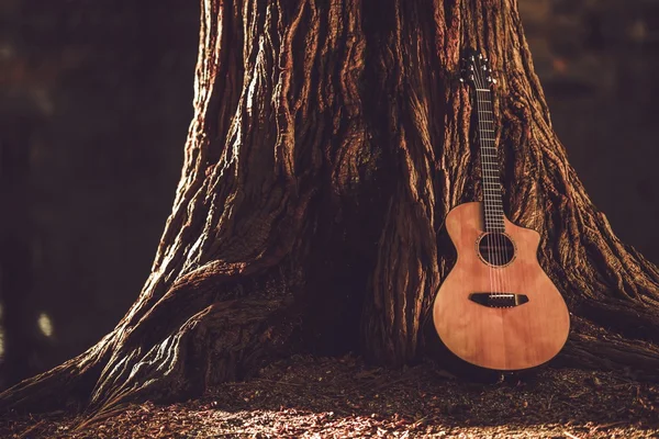 Gitara akustyczna i drzewo — Zdjęcie stockowe